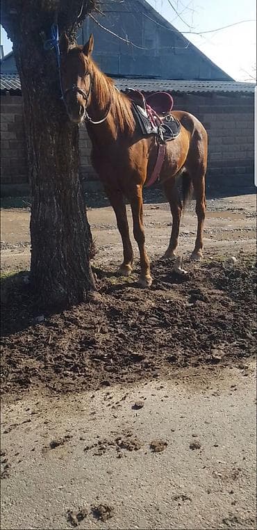 хаски сколько стоит: Продаю | Жеребец | Полукровка | Конный спорт | Племенные — 3