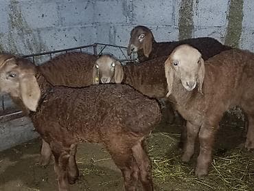 кой коро: Продаю | Ягненок | Для разведения | Племенные — 2