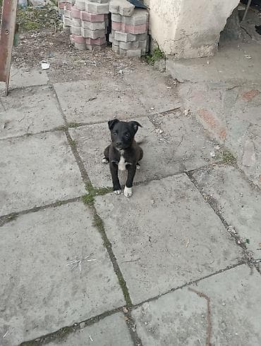 сколько стоит щенок лабрадора: Звоночки . 3 месяца. вырастут небольшого роста . бесплатно. адрес — 1