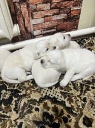 купить щенка французского бульдога: Щенки лабрадора ретривера, светлого (кремового) окраса. - На фото — — 9