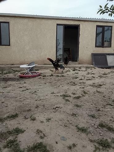 боевые петухи: Продаю | Петух | Бойцовая | Для разведения — 2