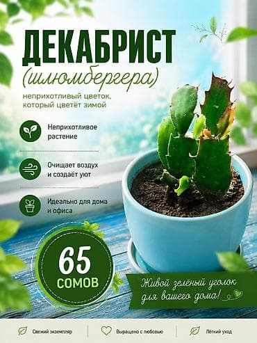 Комнатные растения: Продаю маленькие росточки комнатных цветов по очень хорошей скидке на — 1