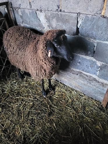 Корма для с/х животных: Продаю | Овца (самка) | Меринос, Романовская — 2