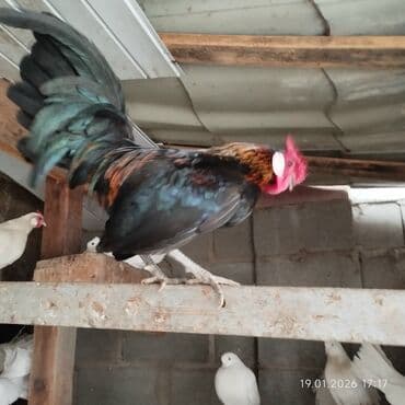 Ветеринар кызматы: Продаю бентамка петух или меняю — 1
