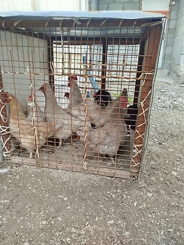 купить ротвейлера в бишкеке: Продаю | Петух — 6