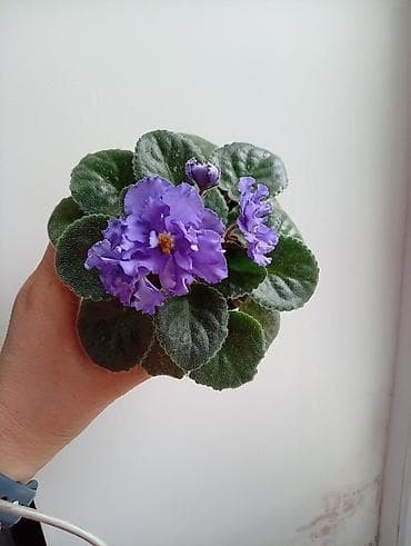 сиамскую кошку: Продаю фиалки есть детки — 2