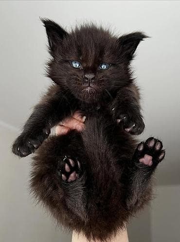 мопс маленький: Предлагается шикарный мальчик мейкуна к предварительному — 3