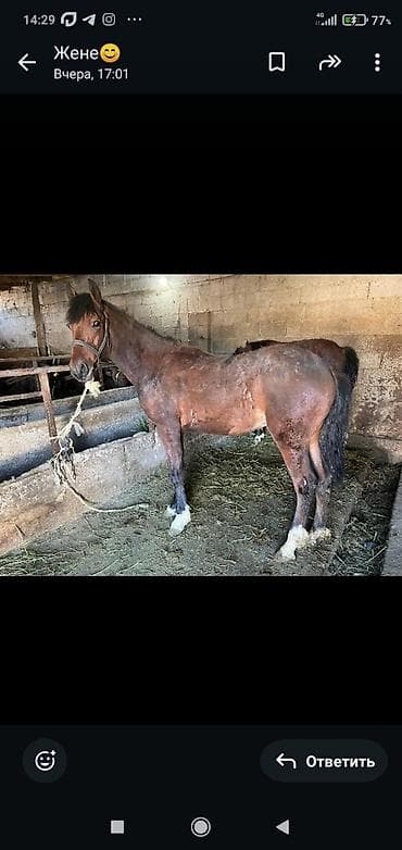 лошади жеребенок: Продаю | Конь (самец) | Для разведения — 2