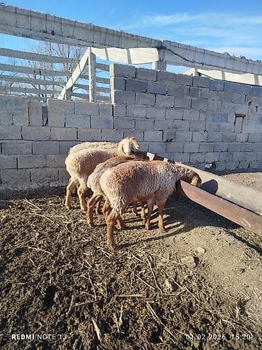 конь рабочий: Продаю | Овца (самка) | Эдильбаевская | Для разведения — 8