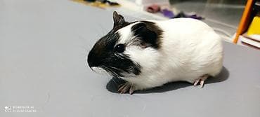 рыжие: Морские свинки (классические гладкошёрстные), триколор и бико́лор — 1