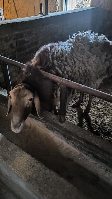 корм для рыб аквариумных: Продаю | Овца (самка) | Для разведения — 1