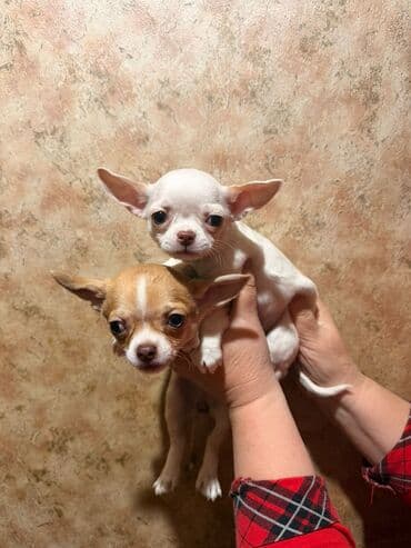 отдам щенка в хорошие руки бишкек: Миниатюрный щенок чихуахуа шоколадного окраса. - Компактный формат — 2
