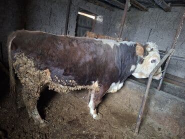 Услуги ветеринара: Продаю | Бык (самец) | Полукровка | На откорм | Племенные — 1