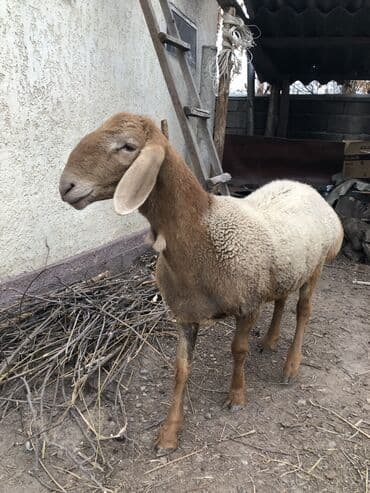 дойних коров: Продаю | Баран (самец) | Арашан | Для разведения | Осеменитель — 3