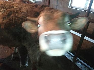 Айыл-чарба жаныбарлары: Сатам | Бука (эркек) | Аргын | Бордоп семиртүү үчүн | Байланган — 8