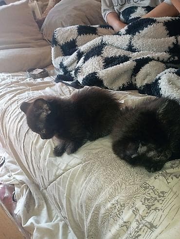 возьму котят: Беспородная, 1 месяц, Мальчик, Черный, Приучена к лотку — 2