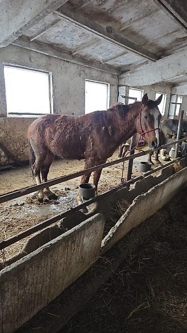 лабрадор цена: Продаю | Жеребец | На забой, Для разведения, Рабочий | Осеменитель — 1