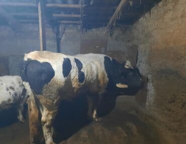 корм для домашних животных: Продаю | Бык (самец) | На откорм | Привязанные — 1