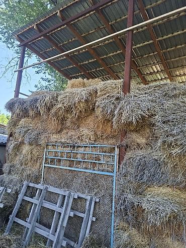 кормушки для животных: Продаю солому Пшеничную под навесом в тюках — 2