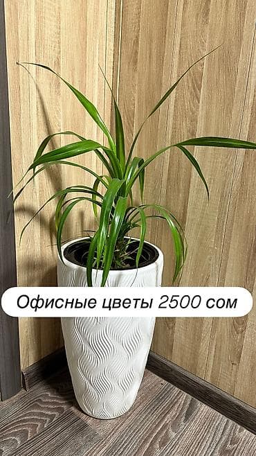 малина на кыргызском: Монстера Альба — 2