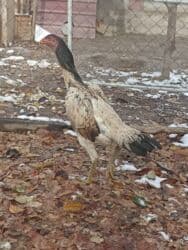 оборудование для кур: Продаю | Куры — 2