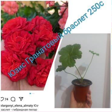 бегония цветок: Коллекционные комнатные растения (укоренённые сеянцы/черенки в — 5