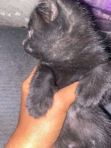 отдам даром вислоухого котенка: Черный котята отдам в добрые руки - Окрас: однотонный чёрный, мягкая — 3