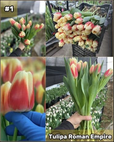 размещение рекламы: Организация мероприятий | Букеты, флористика — 2