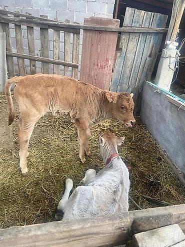 цыплята месячные: Продаю | Бык (самец), Музоо, торпок | На откорм | Искусственник — 2