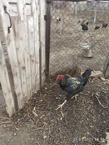 Айыл-чарба жаныбарлары: Сатам | Короздор | Үй | Көбөйтүү үчүн — 2