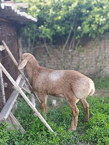 Үй жаныбарлары: Сатам | Кочкор (эркек) | Көбөйтүү үчүн — 6
