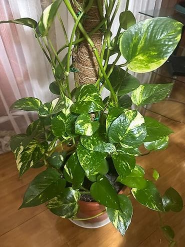 филодендрон еллоу флейм: Эпипремнум золотистый (Scindapsus aureus, «потос») на опоре-мховом — 1