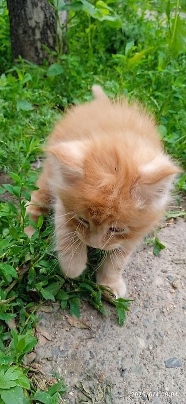 продаю телёнок: Мейн-кун, 2 месяца, Мальчик, Приучена к лотку — 6