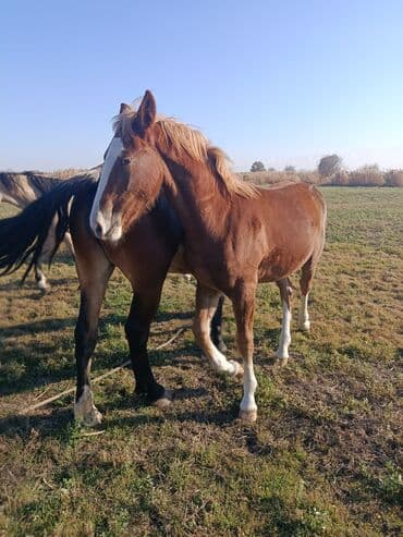 куры доминанты: Продаю | Кобыла (самка), Конь (самец), Жеребенок | Для разведения — 1