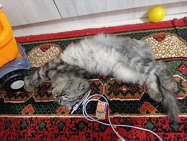 Животные: Скотиш Фолд (Шотландская вислоухая), 1 год, Девочка, Серебристая шиншилла, Приучена к лотку — 2