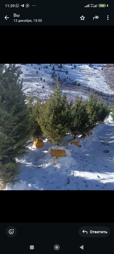 купить декоративные деревья: Тянь-Шаньские ели 1.8 до 2м — 5