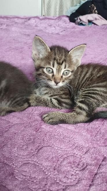 Отдам котят в добрые руки! at lalafo.kg Отдам котят в добрые руки!