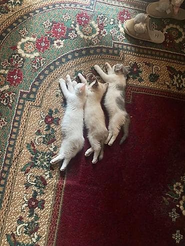 Мышыктар: Котята от трёхцветной кошки - Помёт из трёх котят — 4