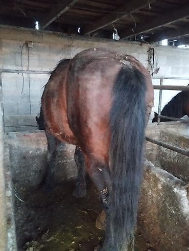 токмок лошади: Продаю | Жеребец | На забой — 6
