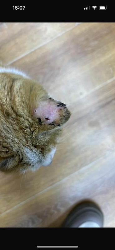 Кошка даром: Беспородная, Девочка at lalafo.kg Кошка даром: Беспородная, Девочка