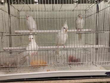 ломан браун купить в бишкеке: Попугаи кореллы ручные пара! — 2