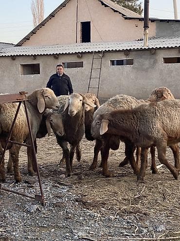 самоед купить: Продаю | Баран (самец) | Арашан | Для разведения | Осеменитель — 5