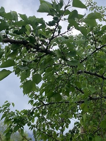 неспелый абрикос: Абрикосы Оптом, В розницу — 3