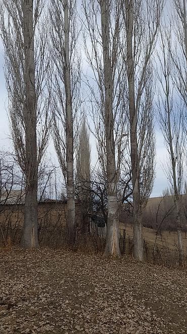 колоновидные яблоки: Тополь (терек) — стволы и бревна - Порода: тополь (терек) - Формат — 2