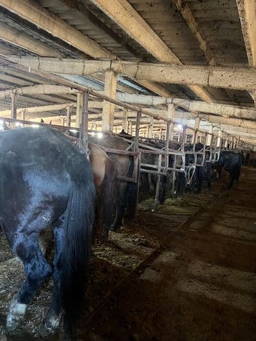 резиновые маты для крс цена в бишкеке: Продаю | Кобыла (самка), Конь (самец), Жеребец | Рабочий — 5