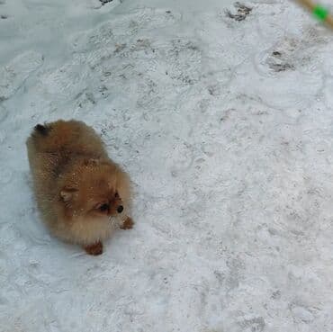 дресеровка собак: Продаётся померанский шпиц, девочки 💕 Дрессированные, выполняет — 4