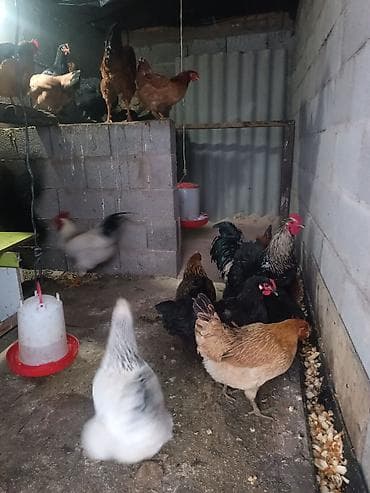 циплята бройлер: Сатам | Тооктор, Короздор | Союуга, Көбөйтүү үчүн, Жумуртка туудуруу үчүн — 3