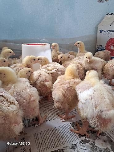 квочка курк: Продаю | Цыплята, Петух, Куры | Бройлерная | На забой — 1