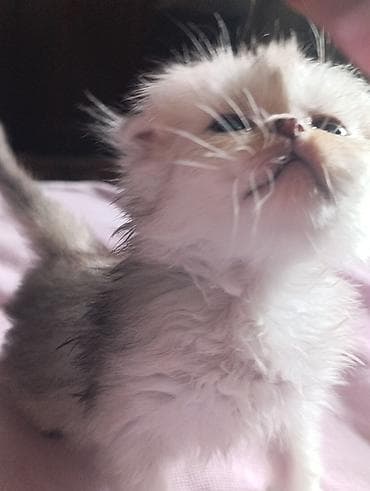 коты бенгальские: Шотландский котёнок окрас серебряная шиншила,фолд! - Шерсть: мягкая — 3