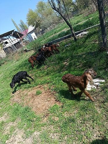 коза заненская: Продаю | Ягненок | Для разведения — 3